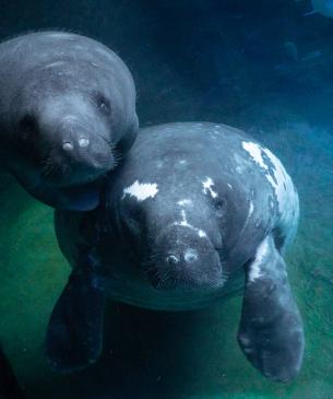Adult and young manatee 